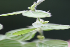 Desmodium pulchellum